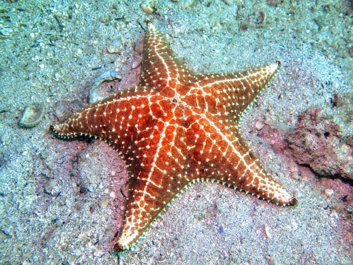 Pousada E Mergulho Dolce Vita Praia Vermelha  Kültér fotó